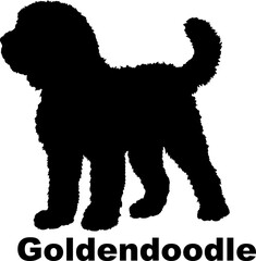 Dog Goldendoodle silhouette Breeds Bundle Dogs on the move. Dogs in different poses.
The dog jumps, the dog runs. The dog is sitting. The dog is lying down. The dog is playing
