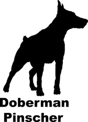 Dog Doberman Pinscher silhouette Breeds Bundle Dogs on the move. Dogs in different poses.
The dog jumps, the dog runs. The dog is sitting. The dog is lying down. The dog is playing
