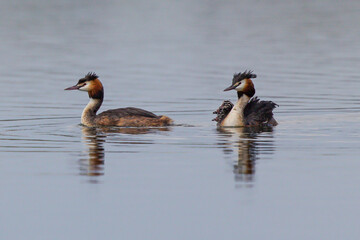 Great crested grebe (Podiceps cristatus) adult swimming on lake with several young juvenile sitting on back, Hesse, Germany