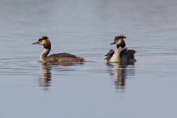 Great crested grebe (Podiceps cristatus) adult swimming on lake with several young juvenile sitting...