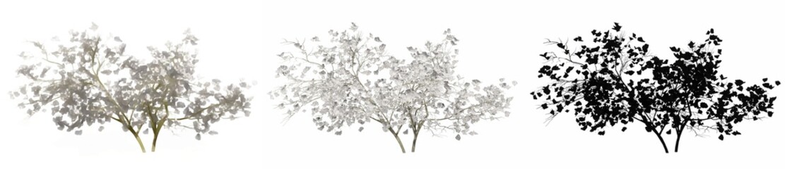 Naklejka premium Set or collection of Magnolia Flowers trees, painted, natural and as a black silhouette on white background. Concept or conceptual 3d illustration for nature, ecology and conservation, strength