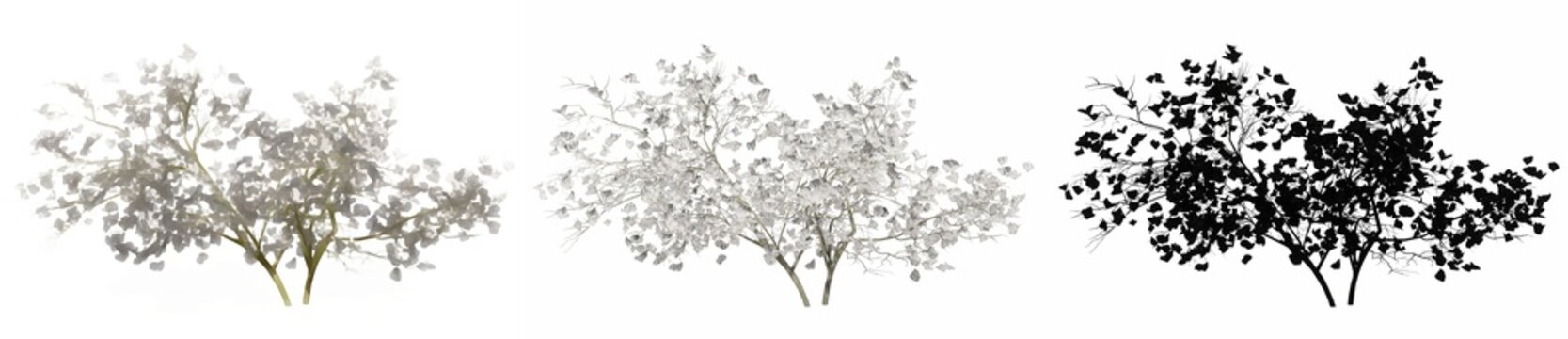 Set or collection of Magnolia Flowers trees, painted, natural and as a black silhouette on white background. Concept or conceptual 3d illustration for nature, ecology and conservation, strength