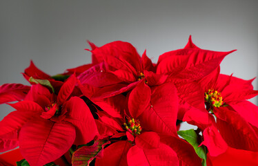 Poinsettia Christmas star flower plant close up. Red Euphorbia Pulcherrima, or Nochebuena. Christmas Star flower over grey background