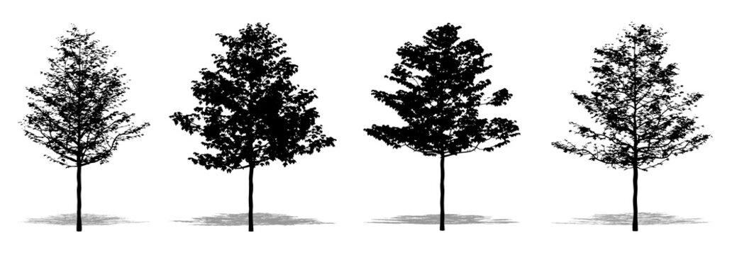 Set or collection of American Sycamore trees as a black silhouette on white background. Concept or conceptual vector for nature, planet, ecology and conservation, strength, endurance and  beauty