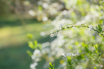 cherry  flowers on sunlight in spring garden