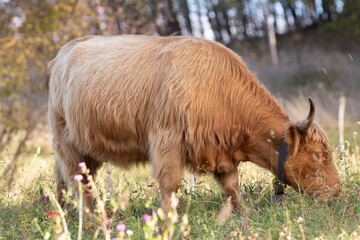 Highland cattle in the north italy mountains