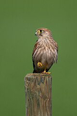 Common Kestrel (Falco tinnunculus) juvenile, Hesse, Germany