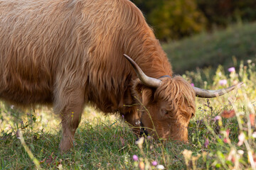 The hairy cows of the Scottish Highlands