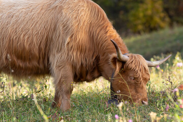 Highland cattle in the north italy mountains