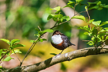 Common Dipper (Cinclus cinclus) resting on branch, Hesse, Germany