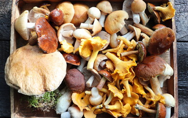 Box of fresh mixed forest mushrooms on wooden table