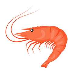 Flat style shrimp, fresh seafood. Vector illustration.