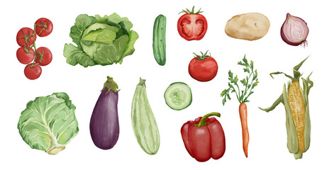 Watercolor food illustrations set. Vegetables watercolor illustrations set. Cabbage, zucchini, eggplant, tomato, cucumber, corn, carrot, potato, onion
