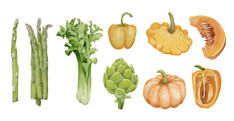 Watercolor food illustrations set. Green and yellow veggies set. Bell pepper, patisson, pumpkin, celery, asparagus, artichoke