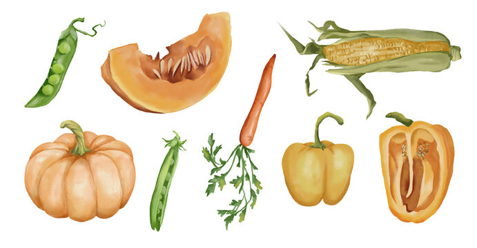 Watercolor food illustrations set. Yellow vegetables set. Pumpkin, carrot, corn, bell pepper, green peas