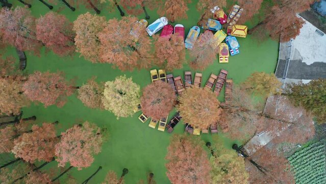Aerial photography of colorful woods, fir trees in the water
