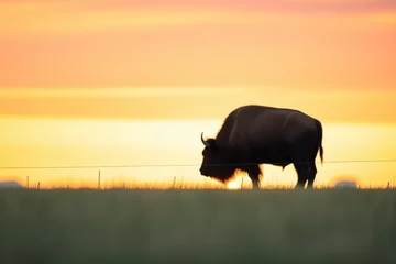Foto op Canvas bison silhouette against a prairie sunset © stickerside