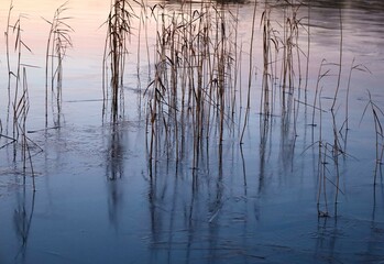 reeds in frozen lake at sunset