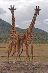 Giraffe pair Africa safari
