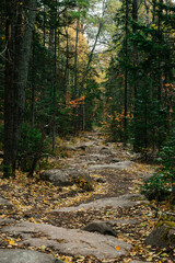 hiking trail in the autumn colorful forest