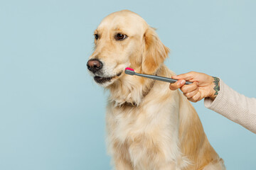 Close up professional female hand hold brush brushing teeth of her best friend golden retriever dog...