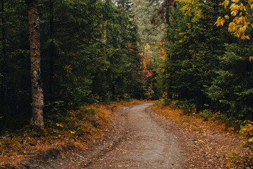 hiking trail in the autumn colorful forest