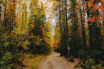 Obraz premium hiking trail in the autumn colorful forest