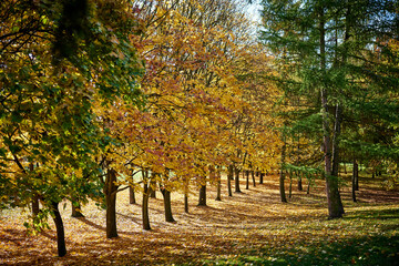 Jesienny park Bródnowski