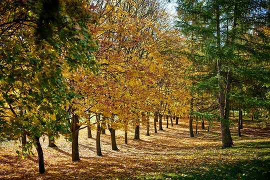 Jesienny park Br&oacute;dnowski