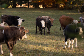 Great and amazing cattle raze of thenorth italian mountains