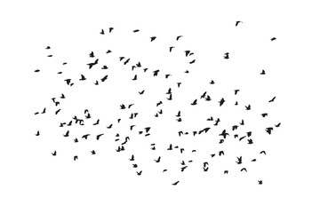 Birds flying in a natural view. Vector birds. White background.