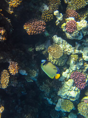 Naklejka na ściany i meble Pomacanthus imperator or Imperial angelfish in the expanse of the Red Sea coral reef