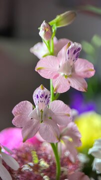 beautiful wild gently pink flower closeup with drops and highlights on a blurred background carolina larkspur