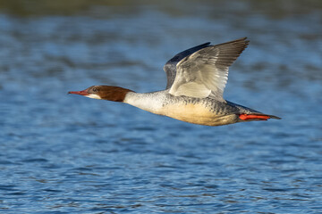 Female goo sander in flight