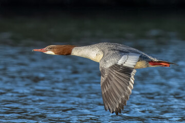 Female goo sander in flight