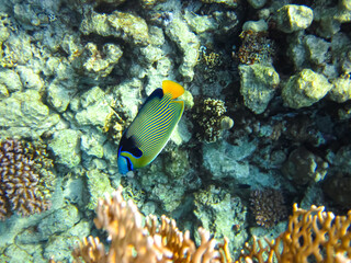 Pomacanthus imperator or Imperial angelfish in the expanse of the Red Sea coral reef