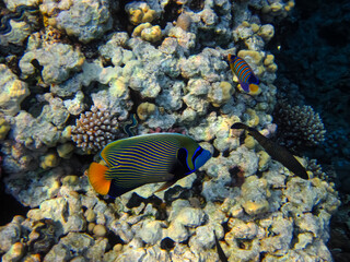 Pomacanthus imperator or Imperial angelfish in the expanse of the Red Sea coral reef