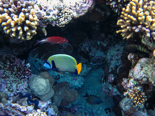 Naklejka na ściany i meble Pomacanthus imperator or Imperial angelfish in the expanse of the Red Sea coral reef