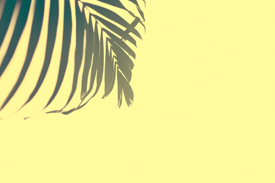 background with palm tree