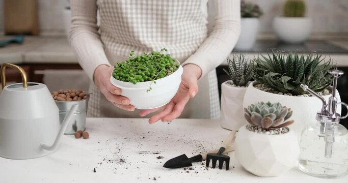 Woman holding rooted Senecio Rowley house Plant