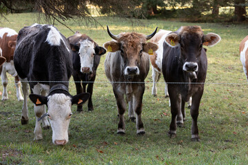 Great and amazing cattle raze of thenorth italian mountains