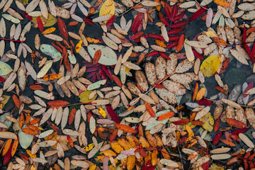 Colorful autumn leaves are lying on the ground in the forest