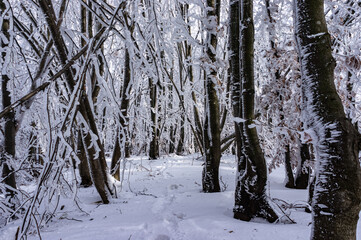 Fototapeta premium Sunny day in a winter forest after heavy snowfall. Traces of a snowstorm on tree trunks. Traces of a traveler in deep snow