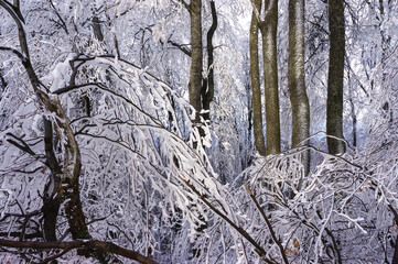 Tree branches in a winter forest after heavy snowfall. Winter forest texture