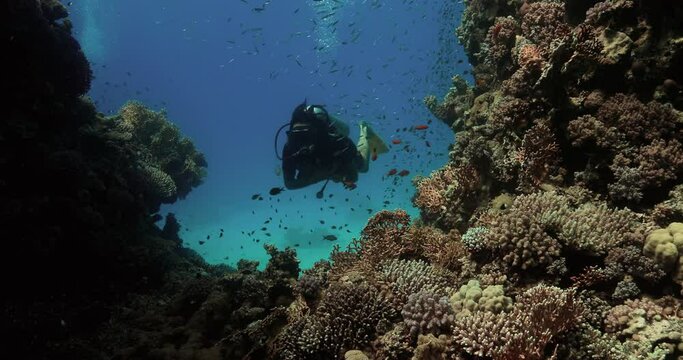 a diver wandering in the world of sea creatures