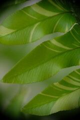 Fototapeta premium Close up view of Tiger Fern Variegated Boston, selective focus.