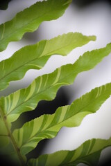 Close up view of Tiger Fern Variegated Boston, selective focus.