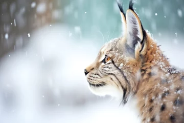 Gordijnen close-up of lynx ears against snowstorm © stickerside