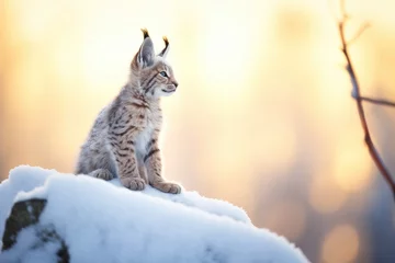 Fotobehang lynx silhouette against snowy sunrise © stickerside