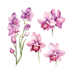 Fototapeta na wymiar flower, orchid watercolor botanical, bloom